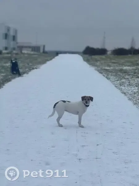 Пропала собака, Сколково - photo