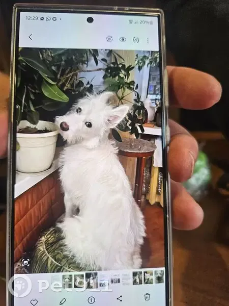 Пропала собака Алиса, ул. Б. Хмельницкого, Омск - photo