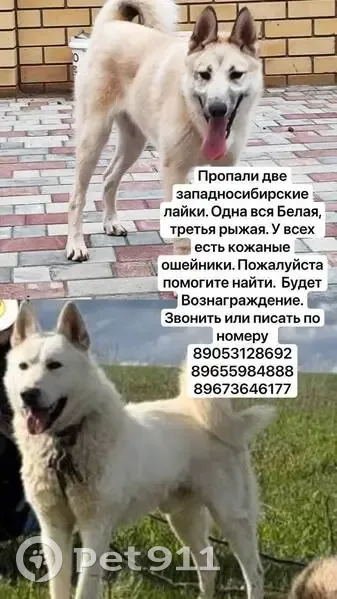 Пропала собака, Школьная ул., Морки - photo