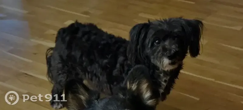 Пропала собака, Челябинск - photo