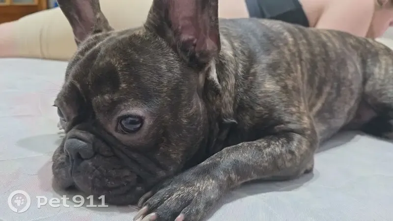 Пропал бульдог, пр. Калинина, 160 - photo