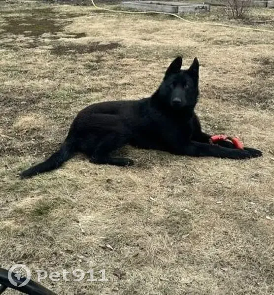 Пропала собака, ул. Чехова, Ордынское - photo