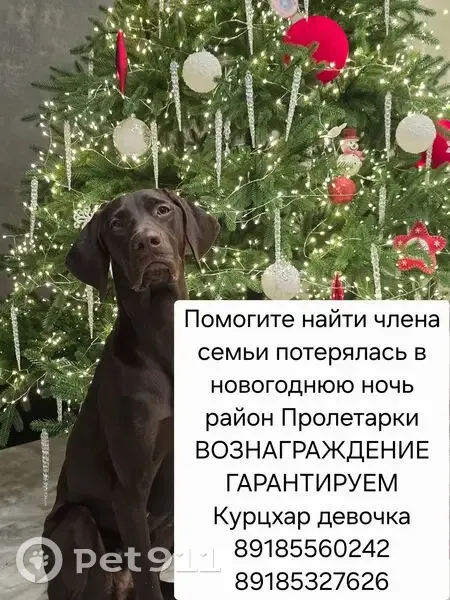 Пропала собака, ул. Орлова 30, Шахты - photo