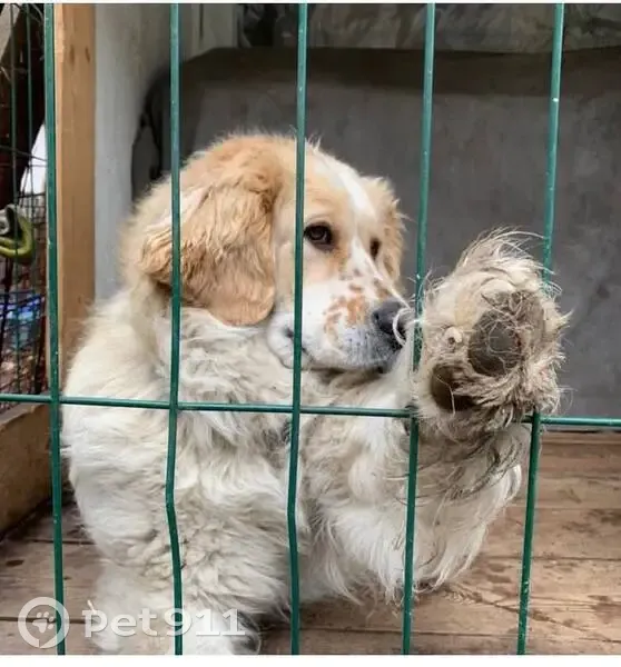 Пропала собака в СНТ Космос, Шелехов - photo
