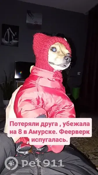 Пропала собака на Комсомольском, 73, Амурск - photo