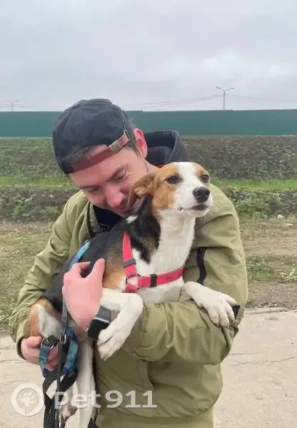 Пропала собака, Москва - photo