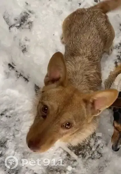 Пропала собака на ул. Матвеева, Пятигорск - photo