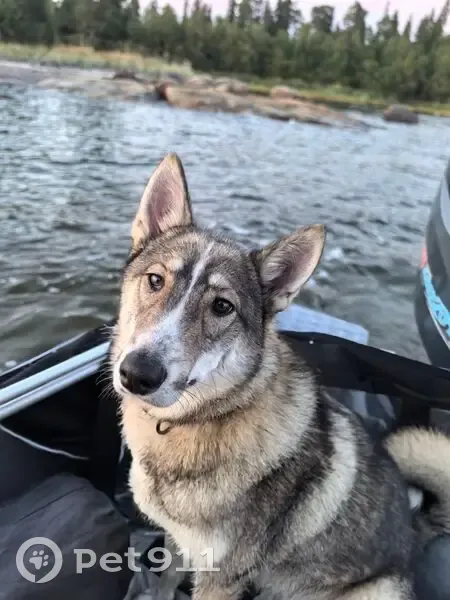 Пропала собака, Заречная 13, Кандалакша - photo