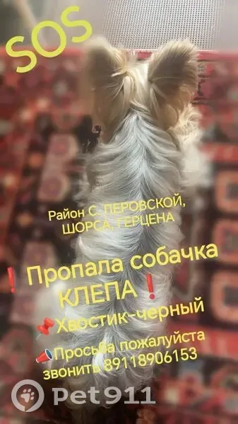 Пропала собака, ул. Заслонова, 42, В. Луки - photo