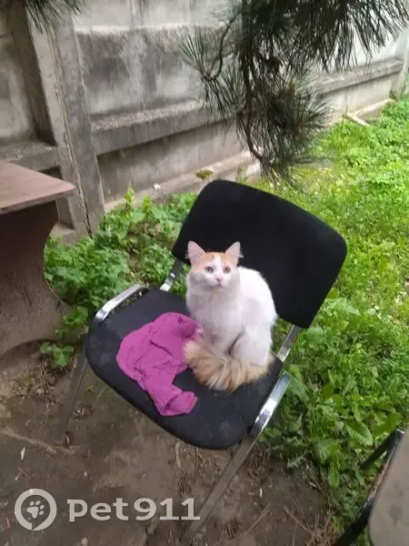 Пропала кошка, ул. Карла Маркса, 12А, Подольск - photo