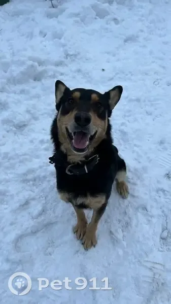 Пропала собака, Советская ул. 9 с2, СПб - photo