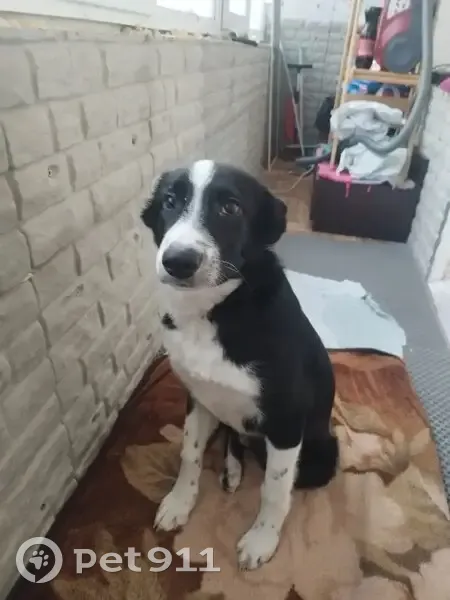 Пропала собака, ул. Прохорова, 46, ЙО! - photo