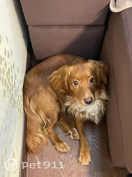 Пропала собака в СНТ им. Коняшина, Белоостров - photo