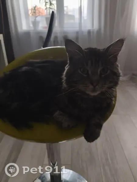 Пропала кошка, Пионерская 5/1, Канск - photo