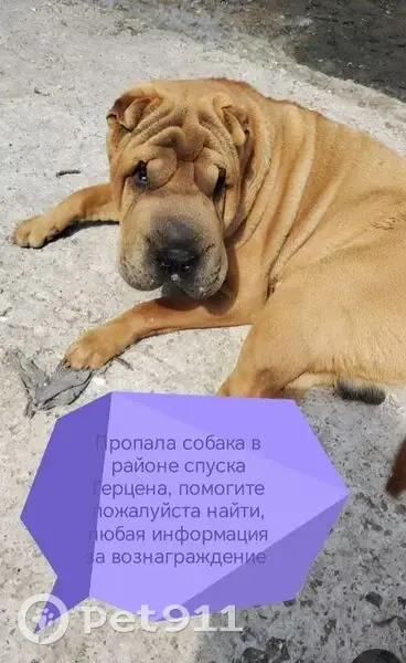 Пропала собака на ул. Фрунзе, 154, Новочеркасск - photo