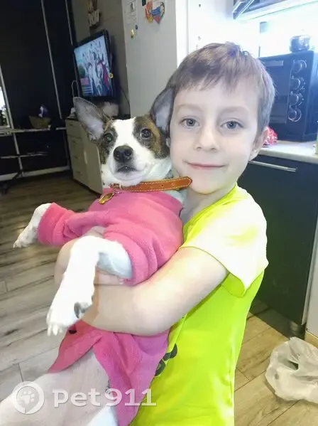 Пропала собака, ул. Григорьева, Карамышево - photo