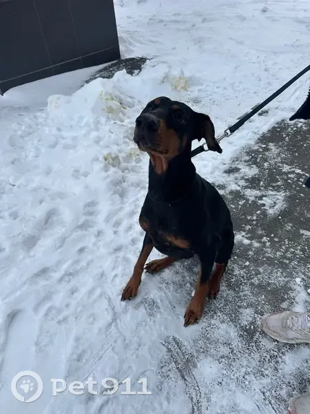 Найдена собака, Екатеринбург - photo