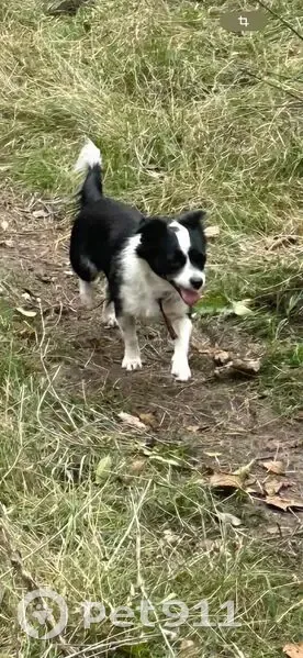 Пропала собака, Коммунистическая 51 - photo