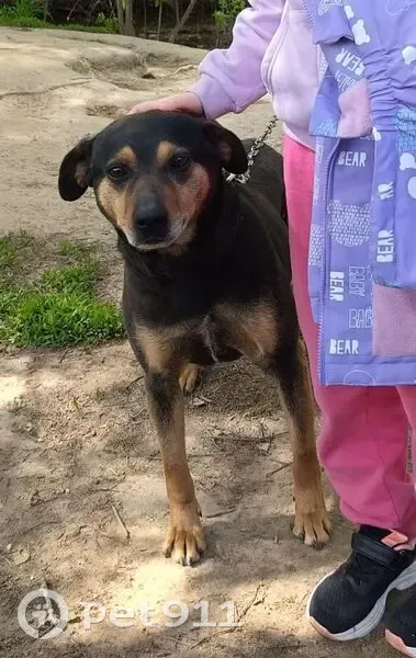 Пропала собака, Калуга - photo