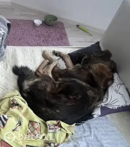 Пропала собака, Краснодар - photo