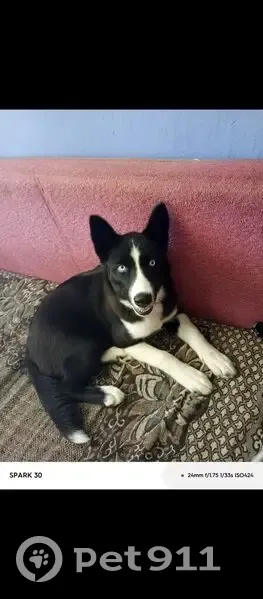 Пропала собака, Вологда - photo