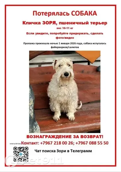 Пропала собака, Реутов - photo