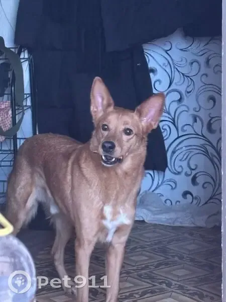 Пропала собака на Луне 29, Дубровский - photo