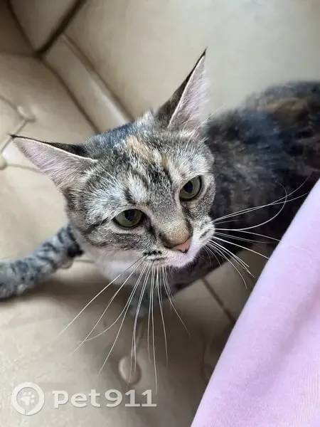 Пропала кошка, Нижегородская область - photo