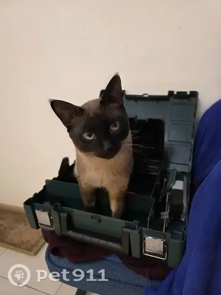 Пропала кошка, Большие Сокольники - photo