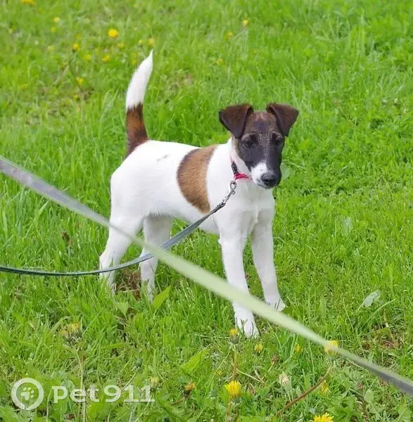 Пропала собака, Мурыгино - photo