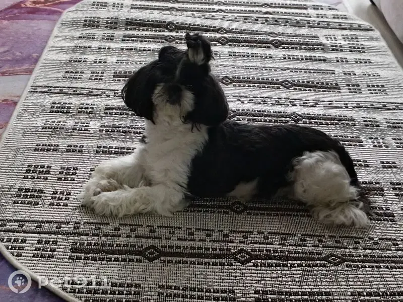 Пропала собака, Лиманная ул. 39, Песчаный - photo