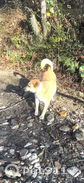 Пропала собака, Раздольное - photo