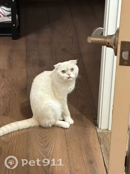 Пропала кошка, Лесколовское - photo