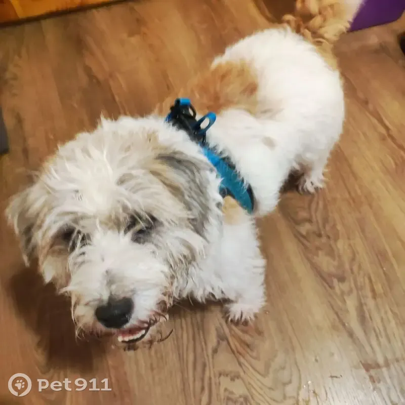 Пропала собака, Сестрорецк - photo