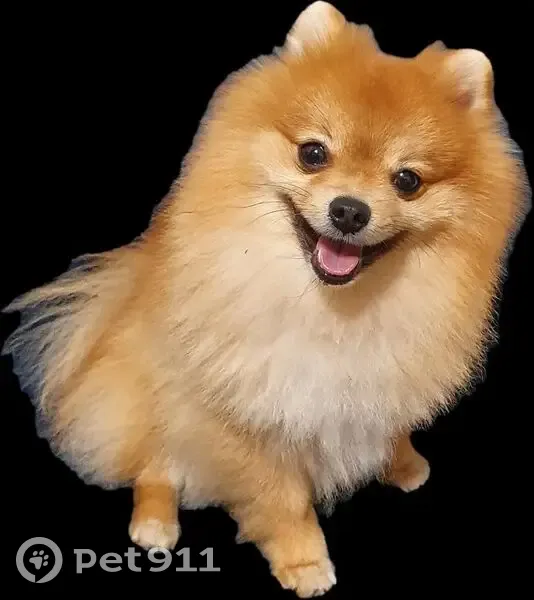 Пропала собака, Воронеж - photo