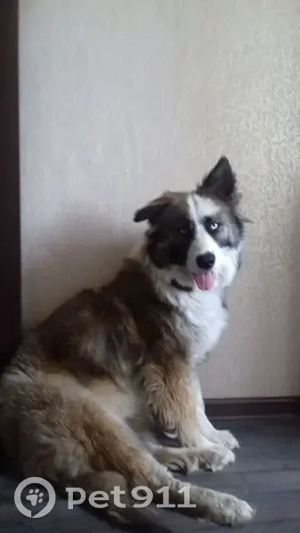 Пропала собака, Екатеринбург - photo