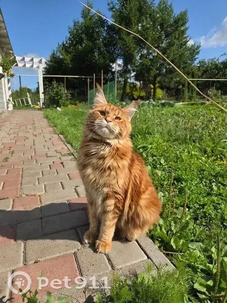 Пропала кошка, Кощаково - photo