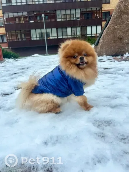 Пропала собака, Писковичи - photo