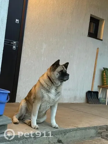 Пропала собака, Молодежный - photo