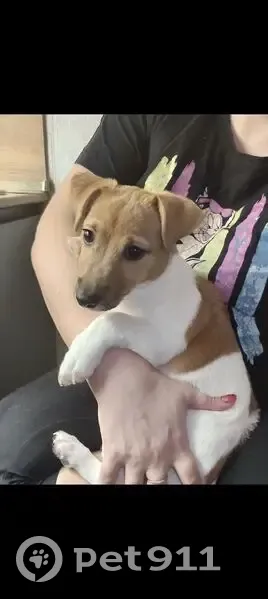 Пропала собака, Воротынск - photo