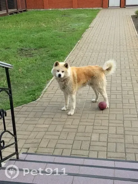 Пропала собака, Новая Усмань - photo