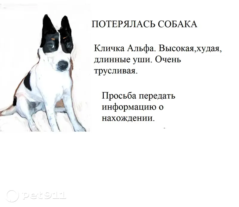 Пропала собака, Мурманск - photo