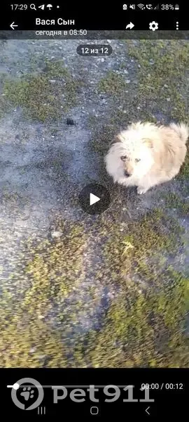 Пропала собака, 1-я Моква - photo