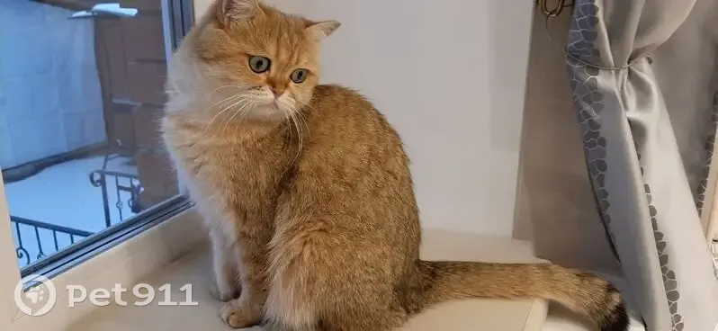 Пропала кошка, Казань - photo