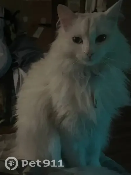 Пропала кошка, ул. Терновая, Русский Вожой - photo