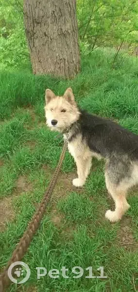 Пропала собака, Краснодар - photo