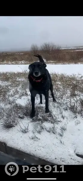 Пропала собака, Екатеринбург - photo