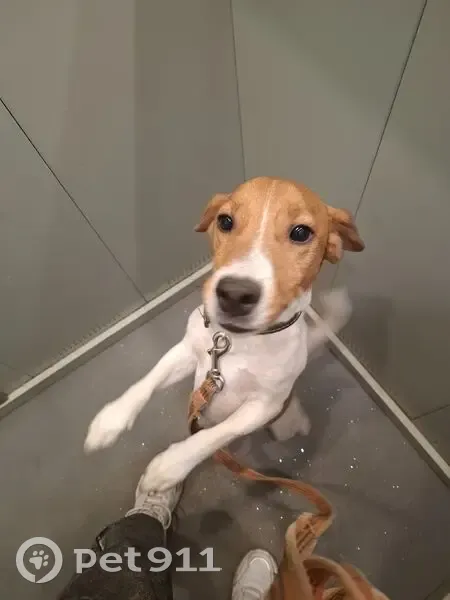 Пропала собака, ул. Коммунаров 141А, Елец - photo