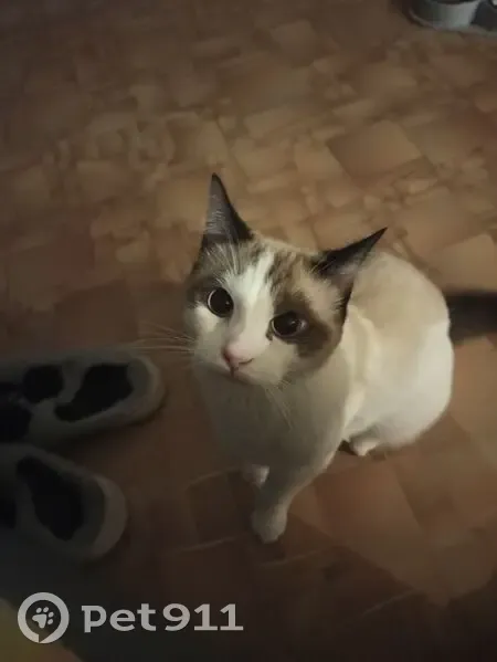 Пропала кошка, Тольятти - photo