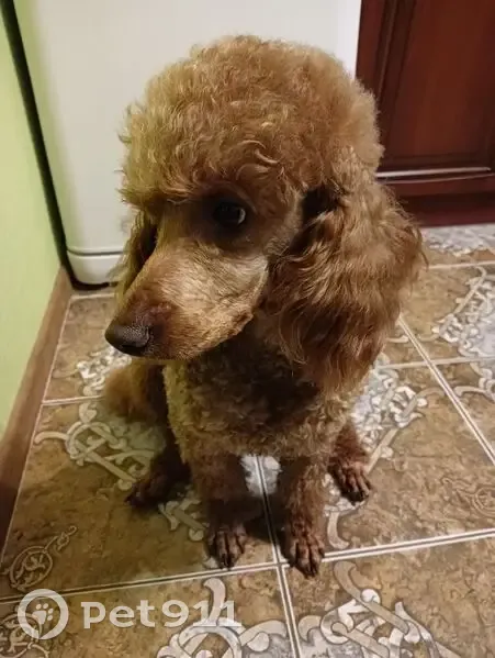 Пропал рыжий пудель, Южный, Кемерово - photo